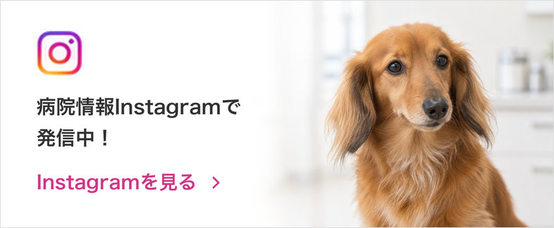 病院情報Instagramで発信中！ Instagramを見る